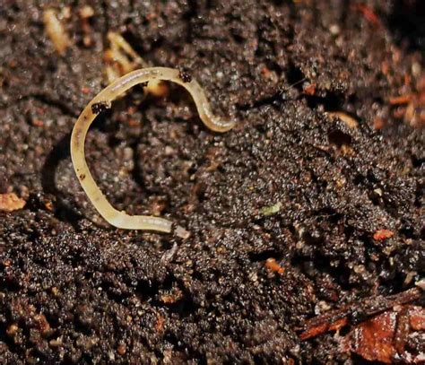 White Worms In Soil